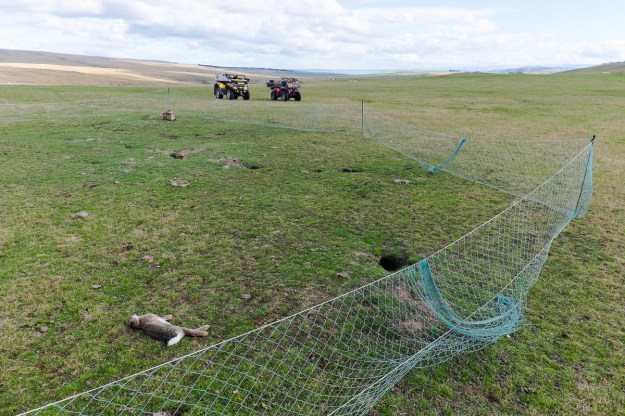A long net in action, great tool around warrens.