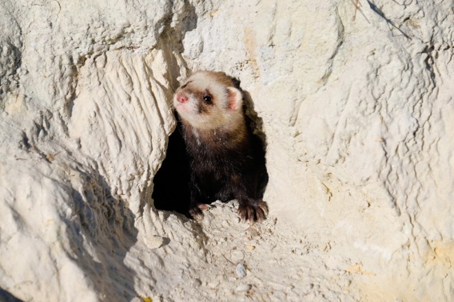 Kill That Rabbit-1-2