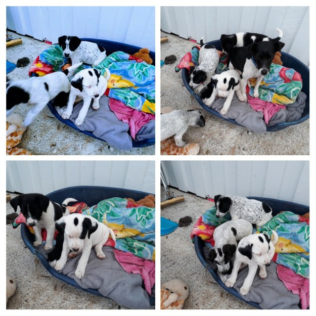 20170701_232029-COLLAGE